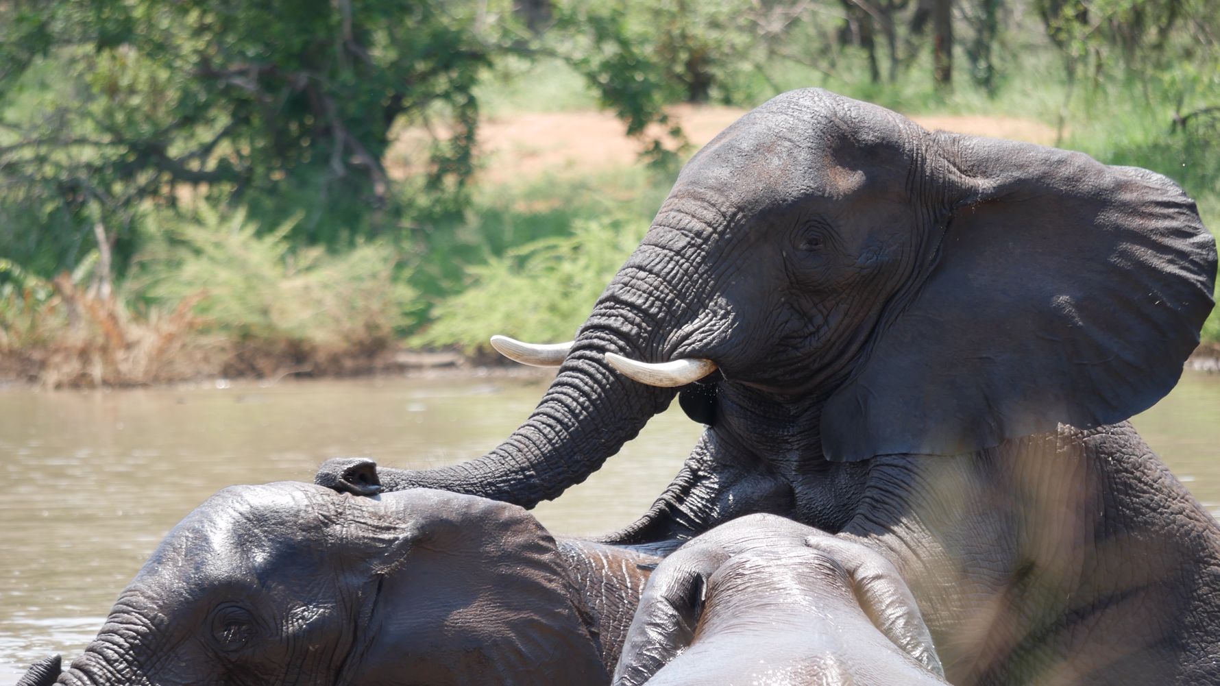 erfahrungsberichte-rangerkurse-suedafrika-field-guide-level-1-juliana-elefanten-wasser-natucate