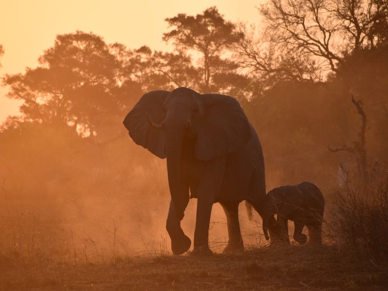 natucate-blog-africa-golden-hours-antelopes-elephants