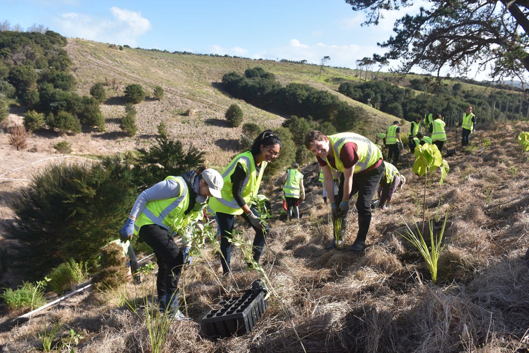 natucate-reisen-freiwilligenarbeit-neuseeland-planting-trees
