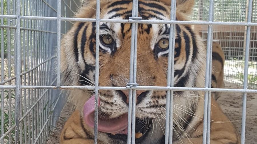 erfahrungsbericht-usa-florida-wildlife-vor-ort-tierschutz-tiger-natucate