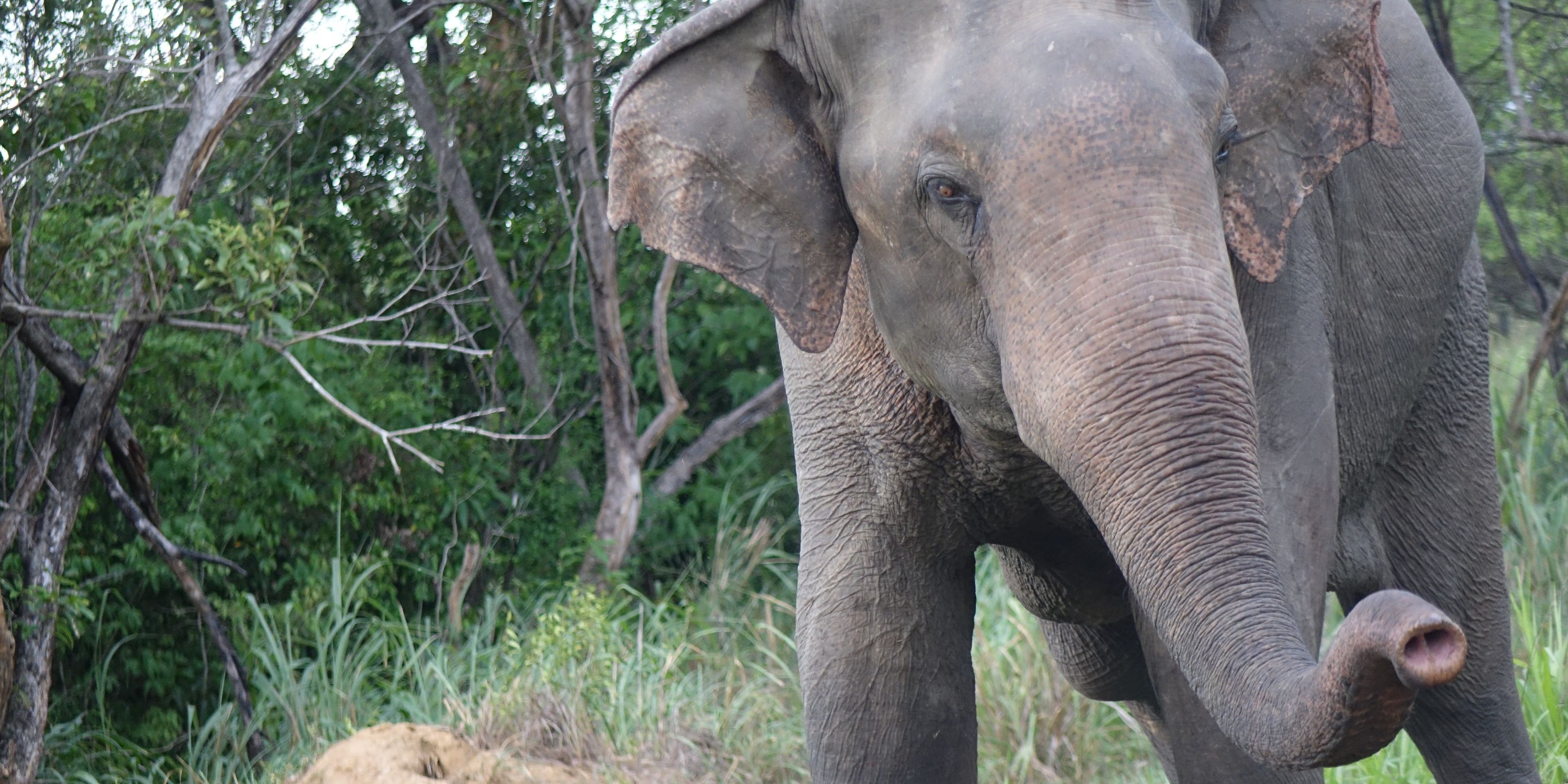 Ein Asiatischer Elefant in Sri Lanka steht auf einer Wiese im Wasgamuwa Nationalpark.