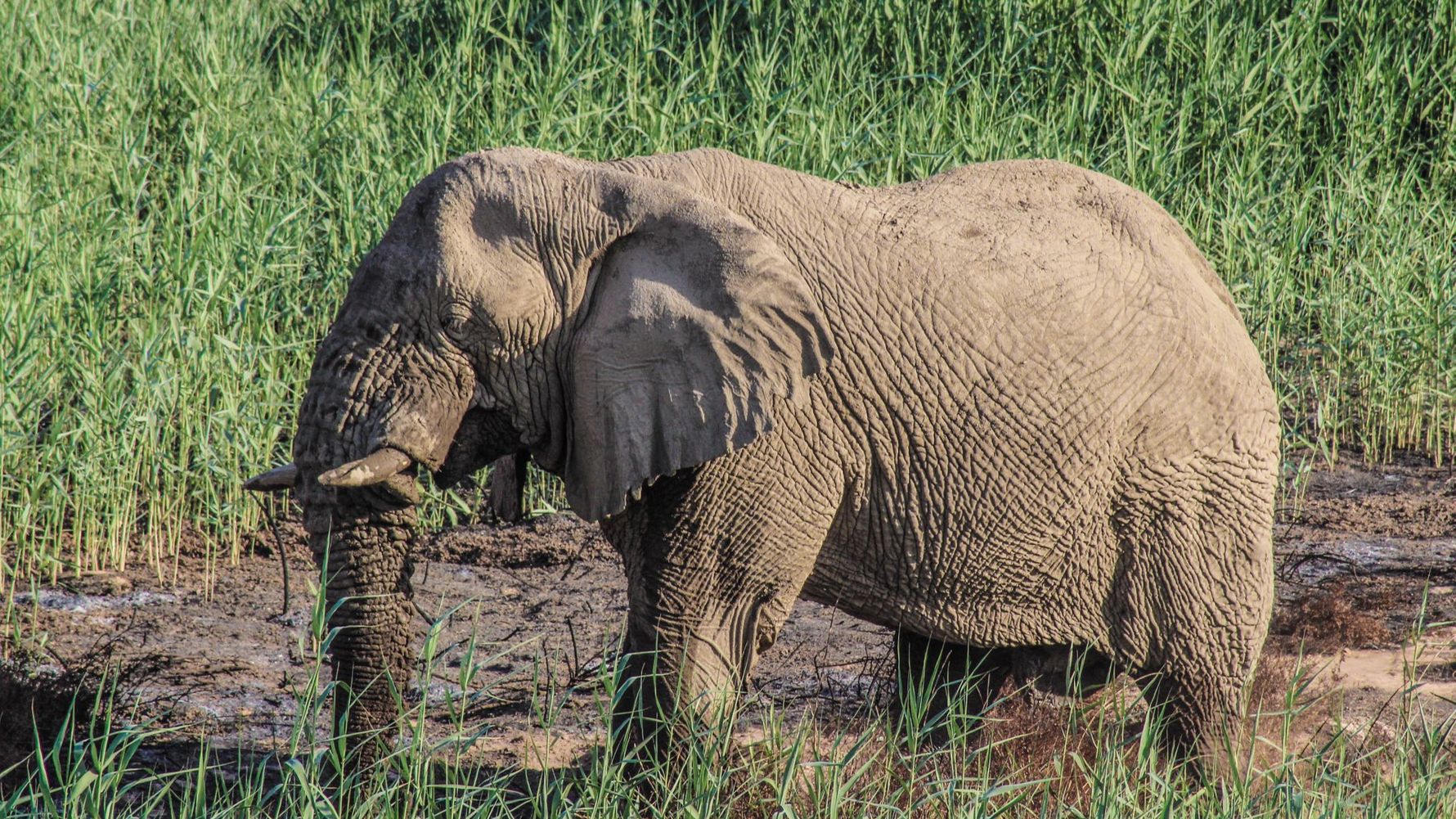 Ein Elefant durchquert ein Schlammgebiet