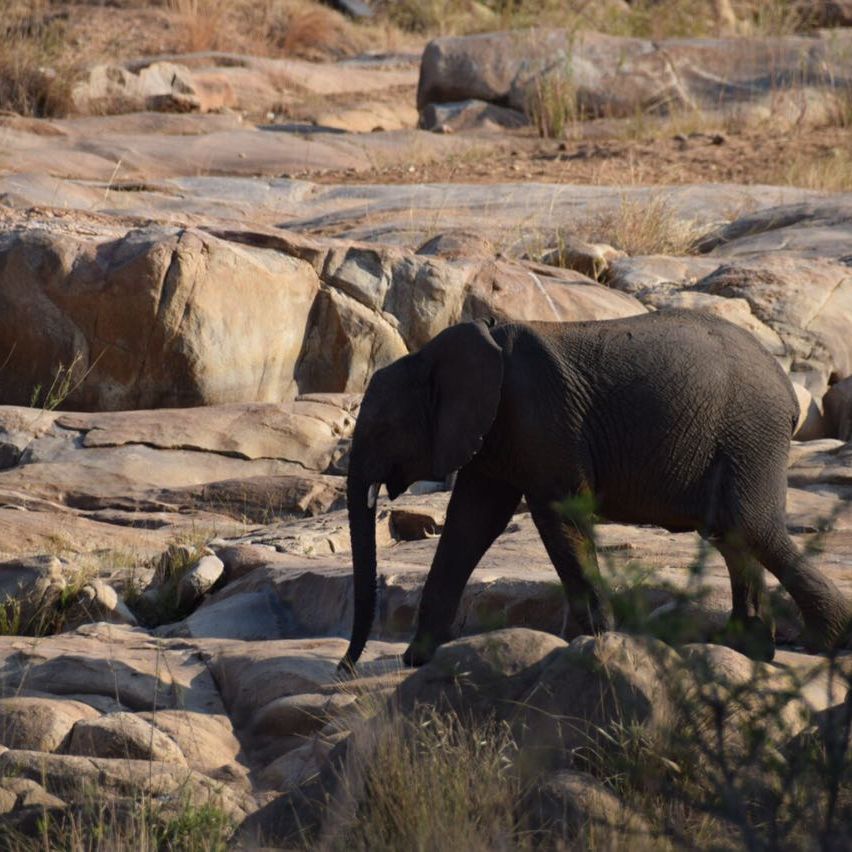 erfahrungsberichte-suedliches-afrika-pfg-rangerausbildung-elefanten-natucate