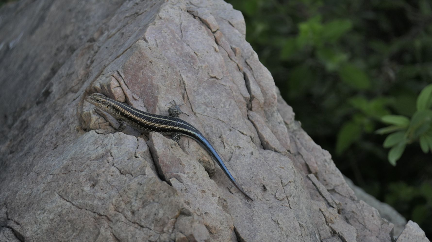 Field-Guide-Ausbildung: Eine Zwerg-Schildechse auf einem Stein