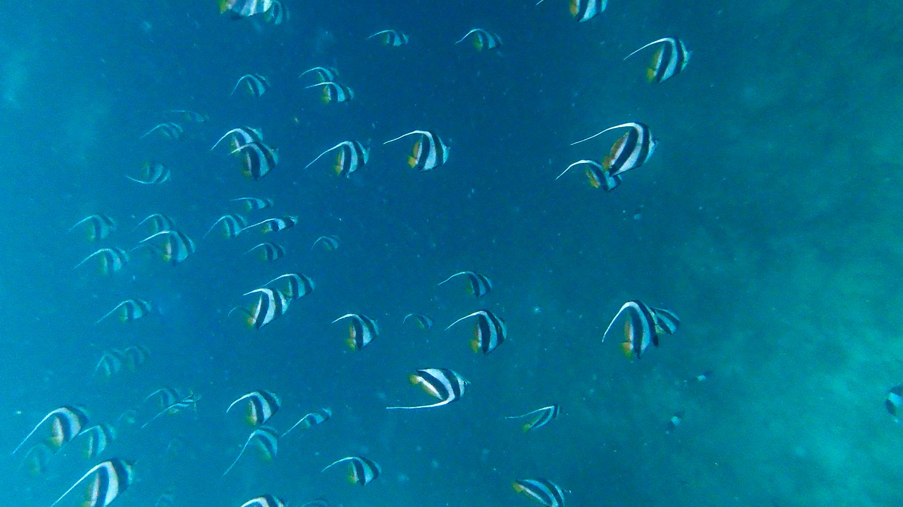 Naturguideausbildung: Ein Schwarm von Scherenschwanz-Sergeant-Fischen auf den Seychellen