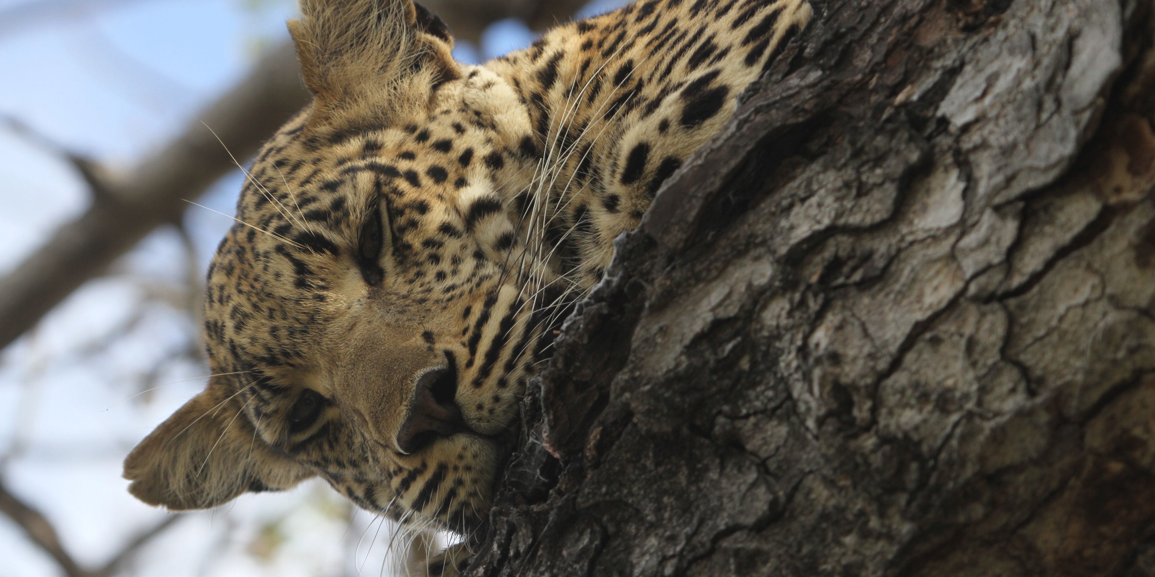 safari-botswana-zu-fuss-durchs-okavango-delta-8