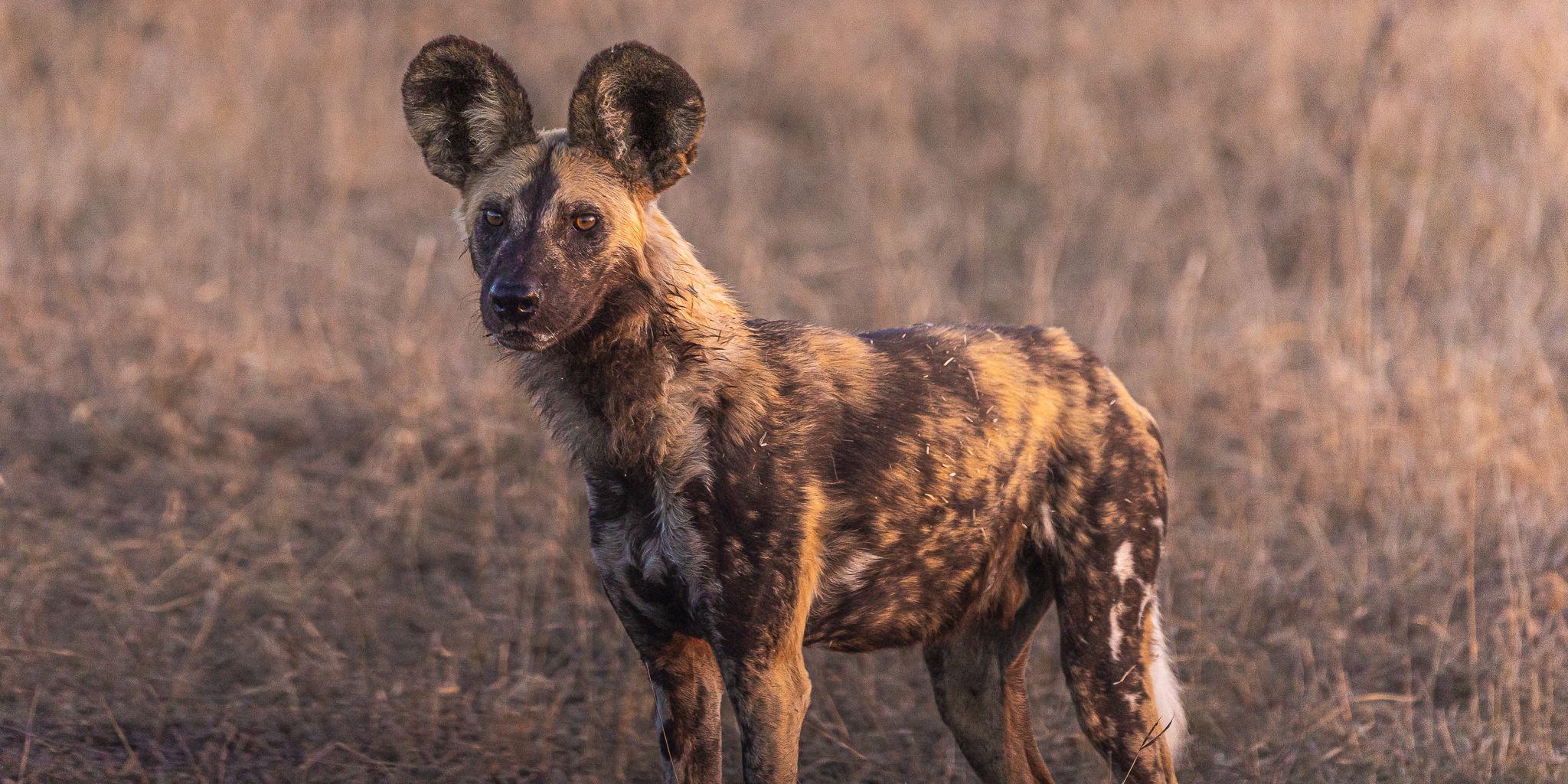 Wild Dog