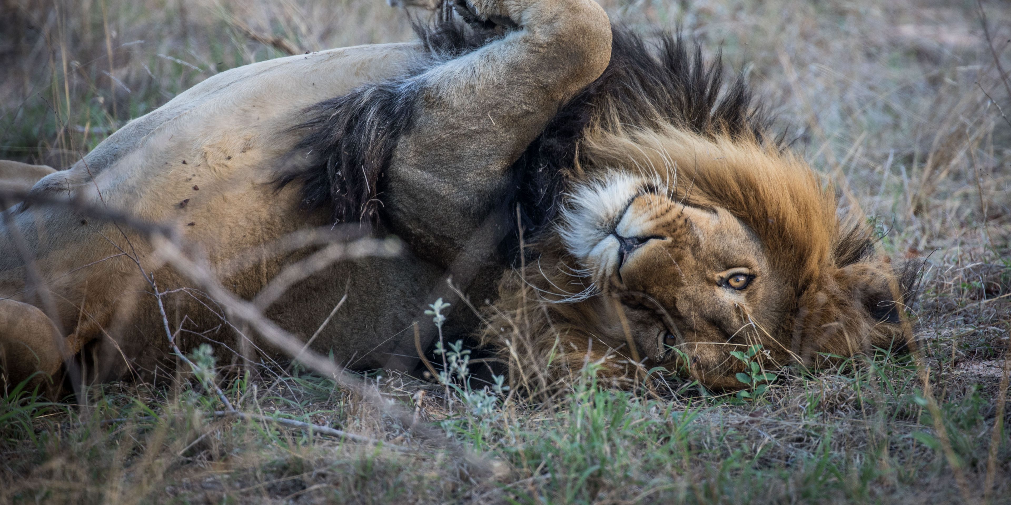Ein Loewe liegt auf dem Ruecken und waelzt sich spielerisch ueber den Boden waehrend eines Safari Trips