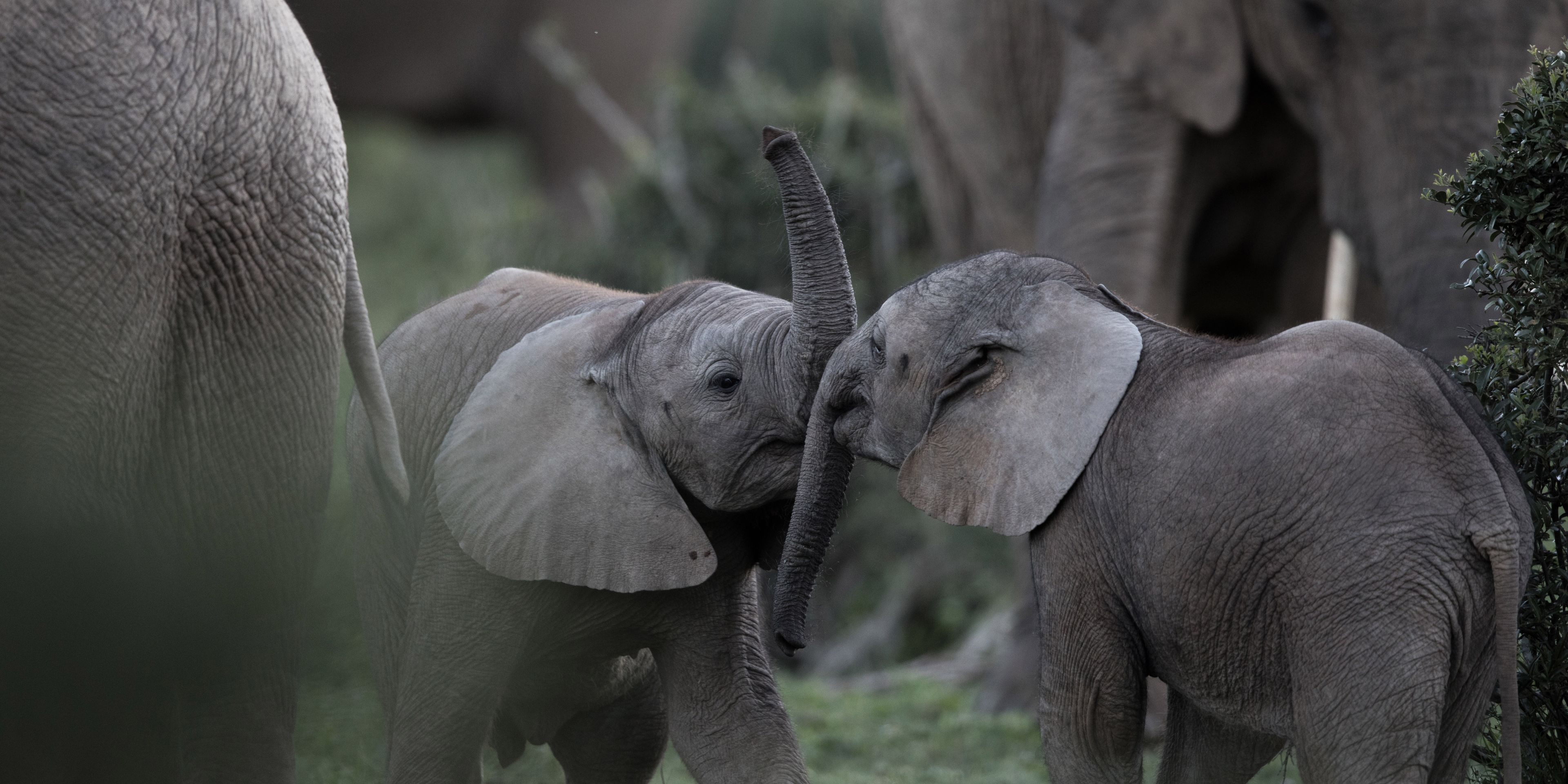 safari-botswana-abenteuer-okavango-delta-junge-elefanten