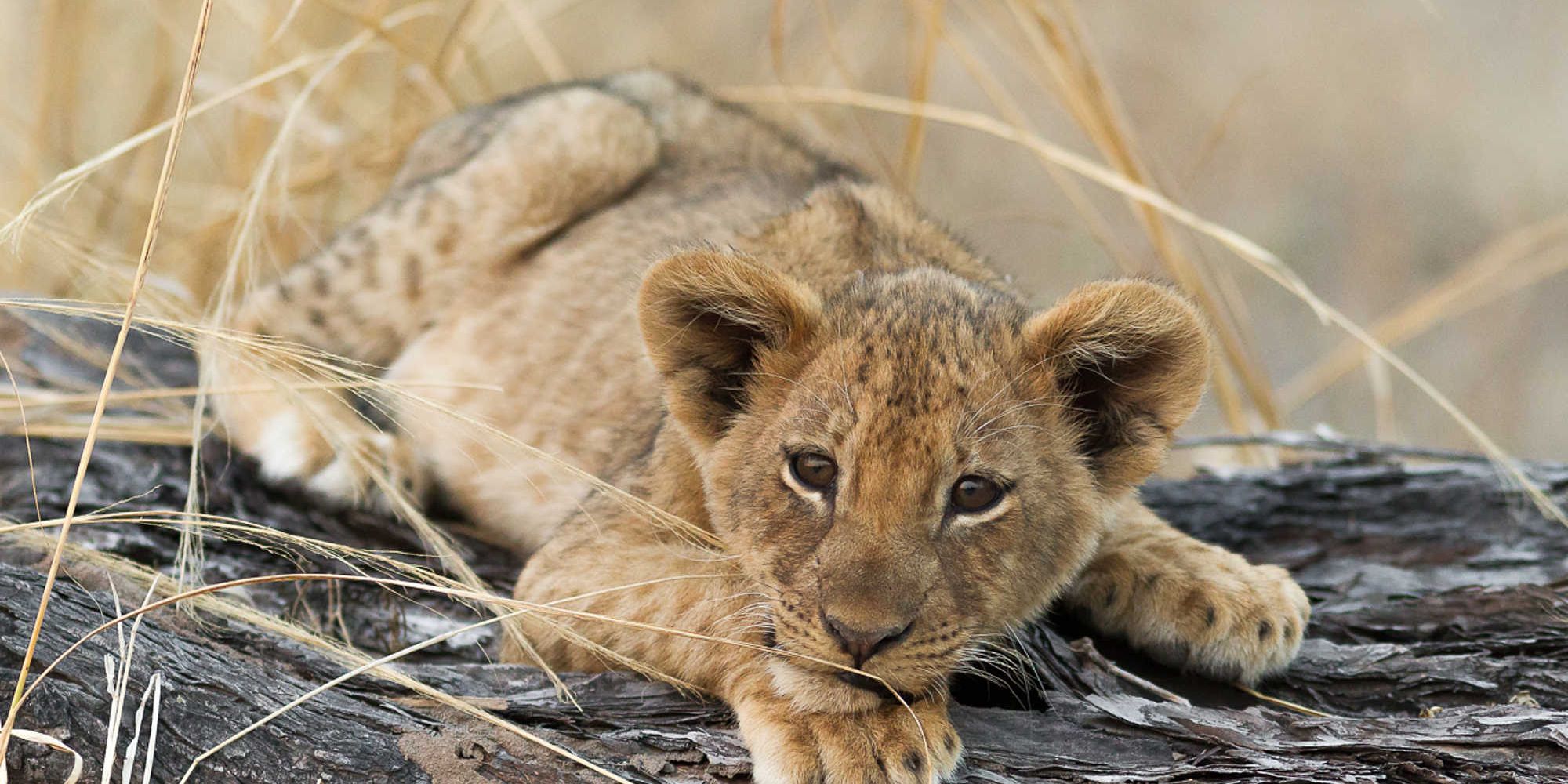 natucate-safari-simbabwe-off-the-beaten-path-nkonzo-bush-camp-lion-cub