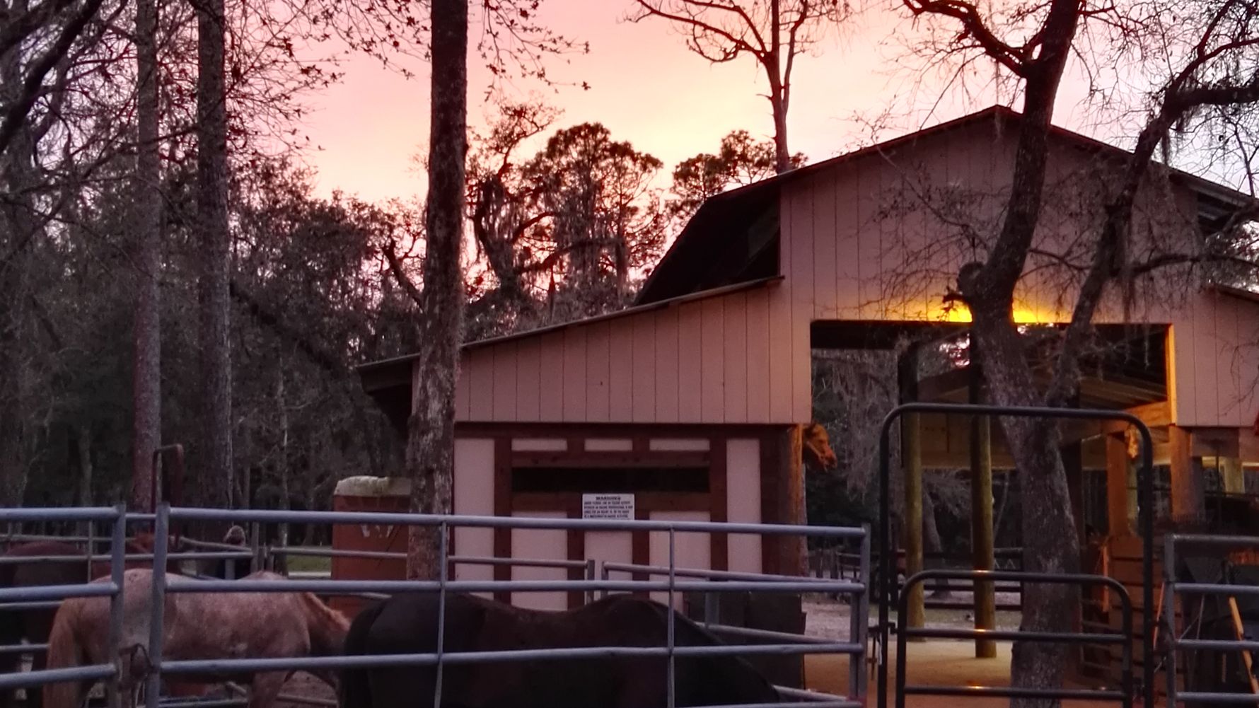 Auslandsaufenthalt in Florida: Stall mit mehreren Pferden im Gehege