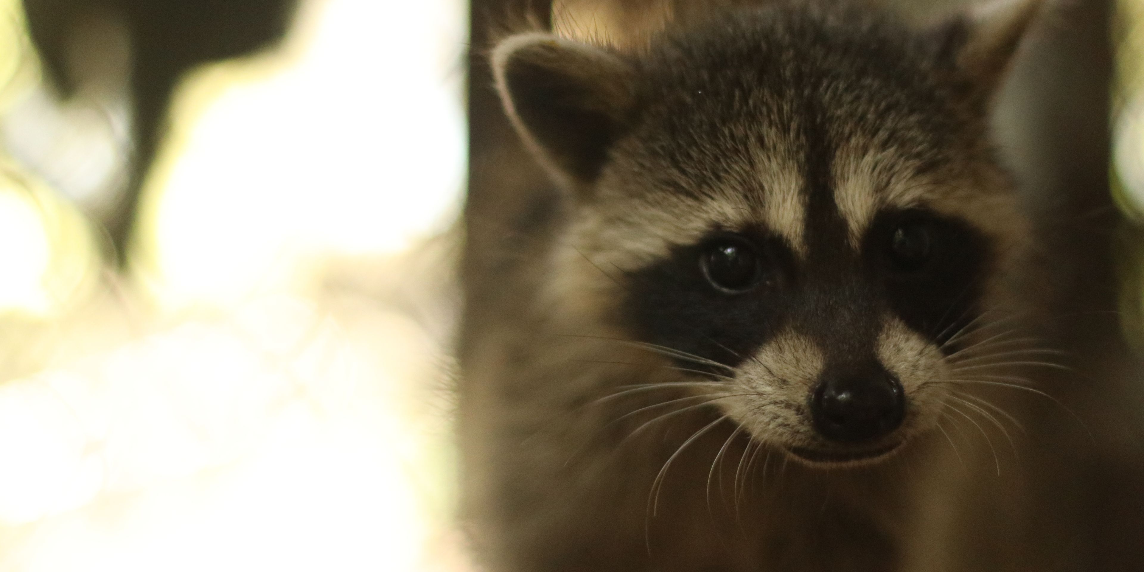 reisen-freiwilligendienst-guatemala-wildtierschutz-waschbar-kopf