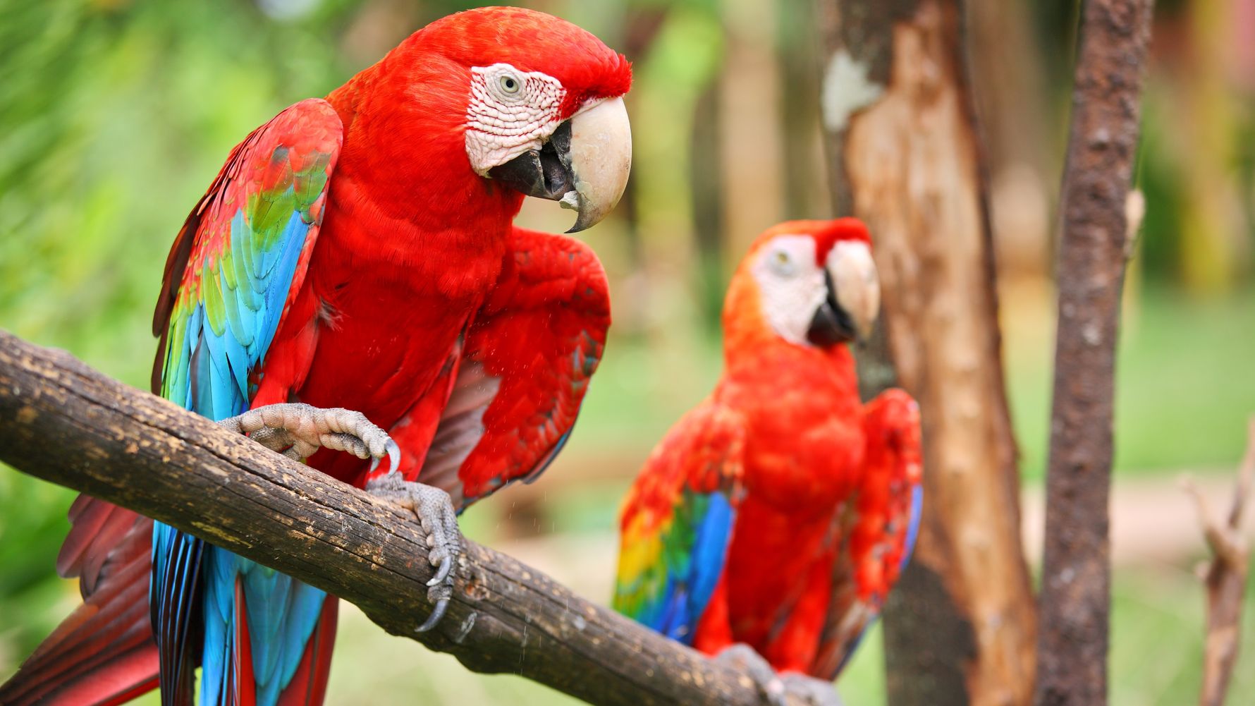 Zwei rote Papageien im brasilianischen Regenwald