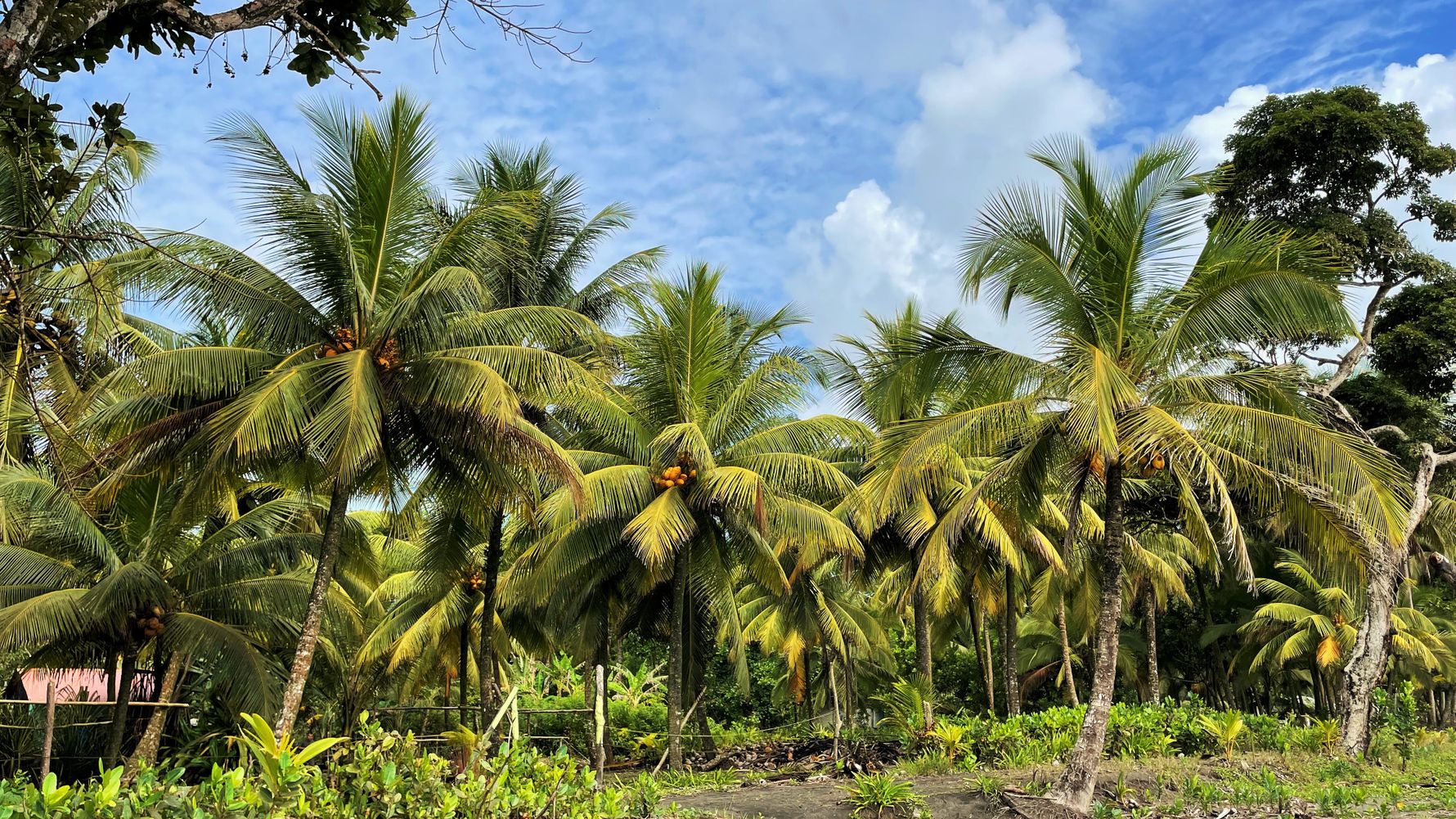 In der Nähe des Forschungszenturm in Costa Rica findet man Kokusnusspalmen