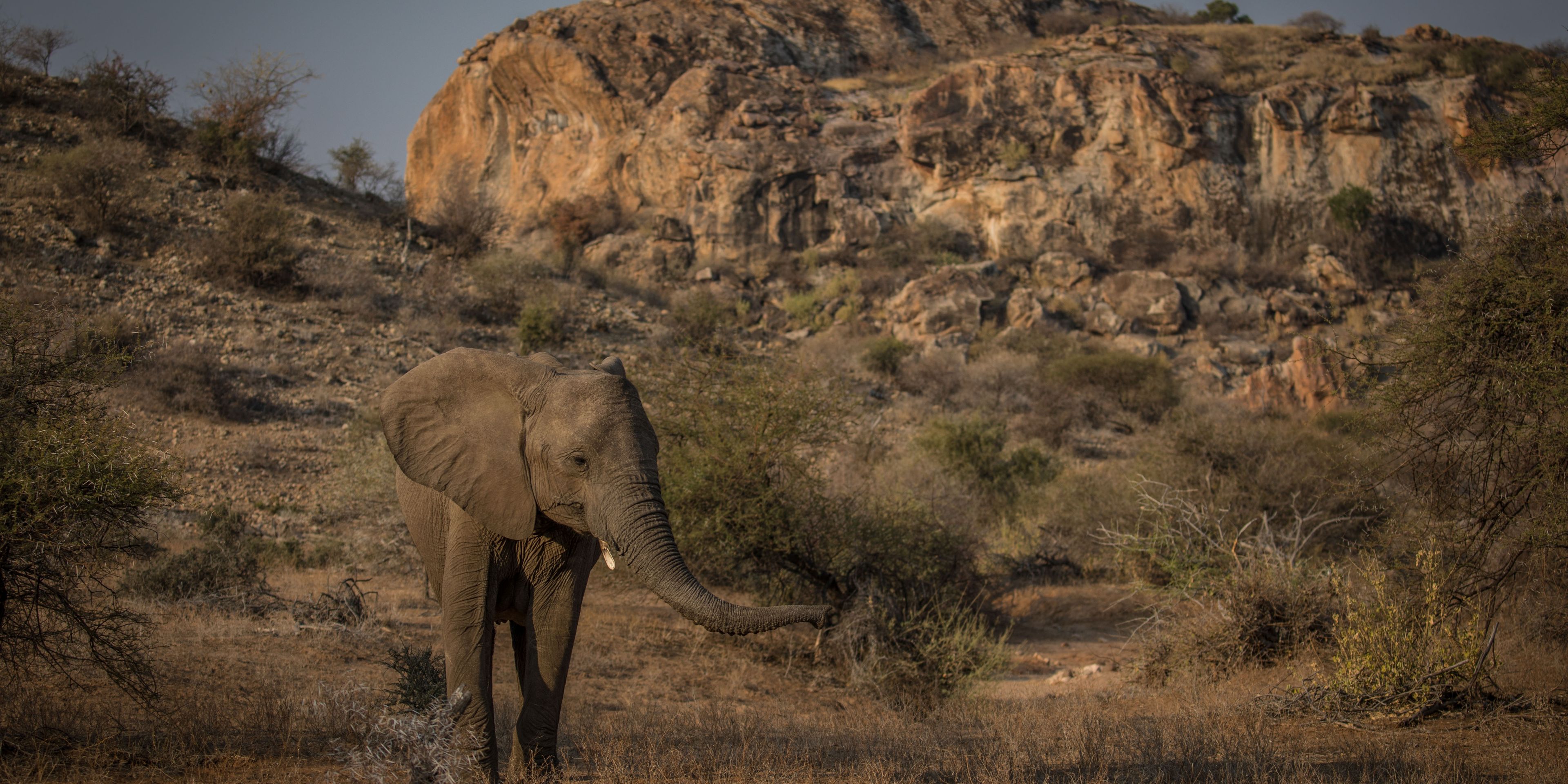 Eine Gruppe von Teilnehmern beobachtet eine Herde von Elefanten auf dem Weg zu einem Wasserloch