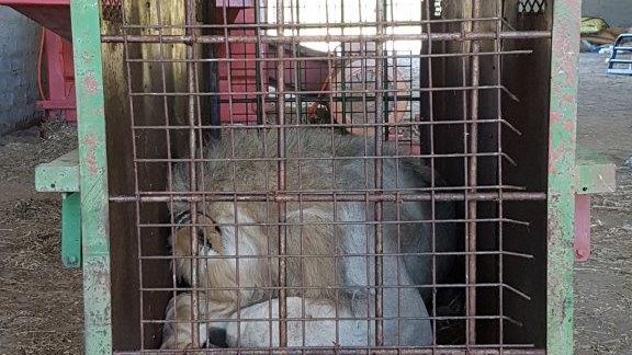 die-geschichte-von-jabula-loewe-kaefig-blog-natucate