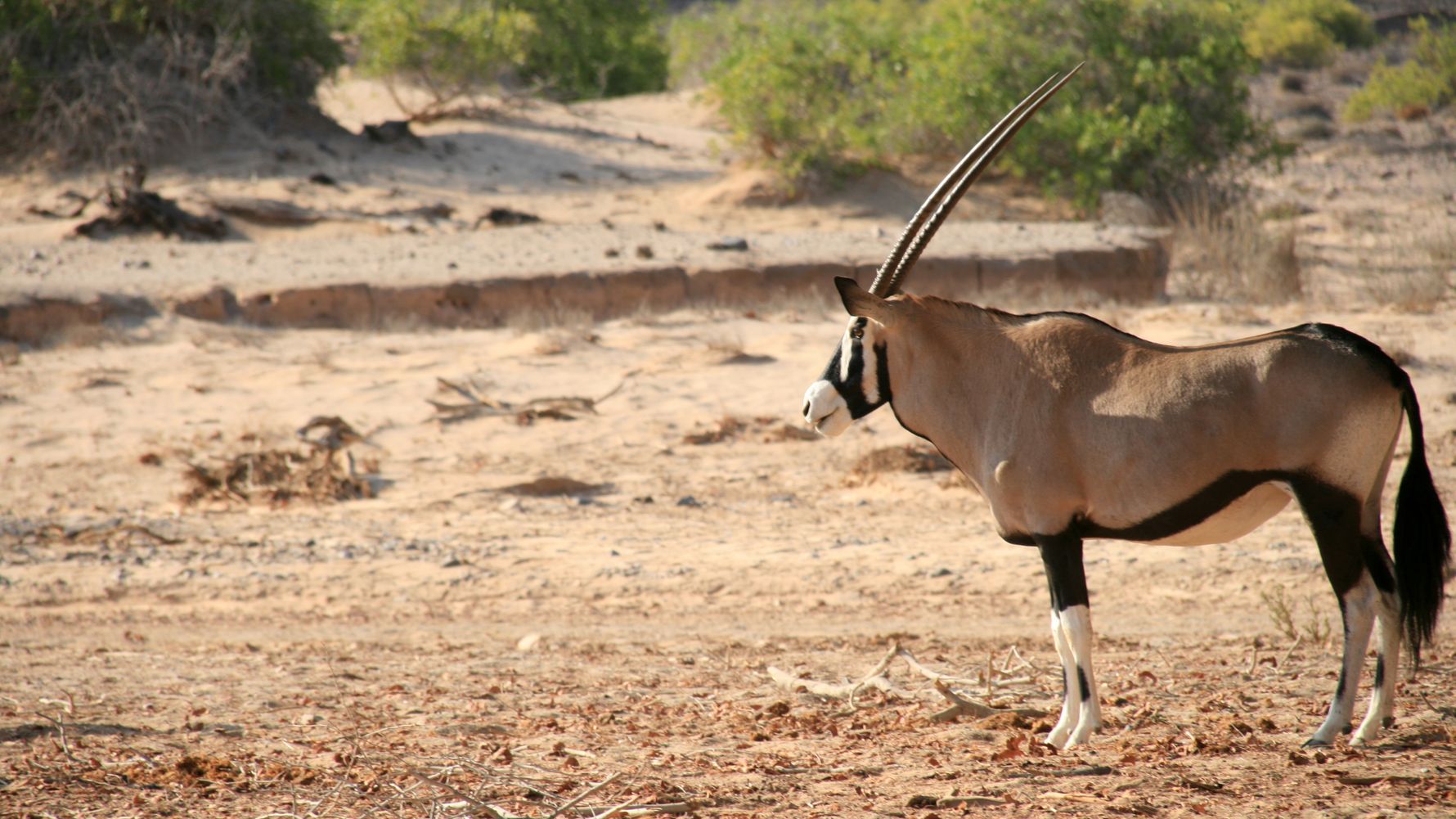 landingpage-safari-namibia-oryx-natucate