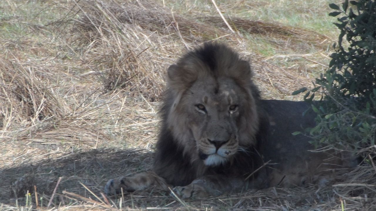 erfahrungsberichte-safari-guide-rangerausbildung-loewe-natucate