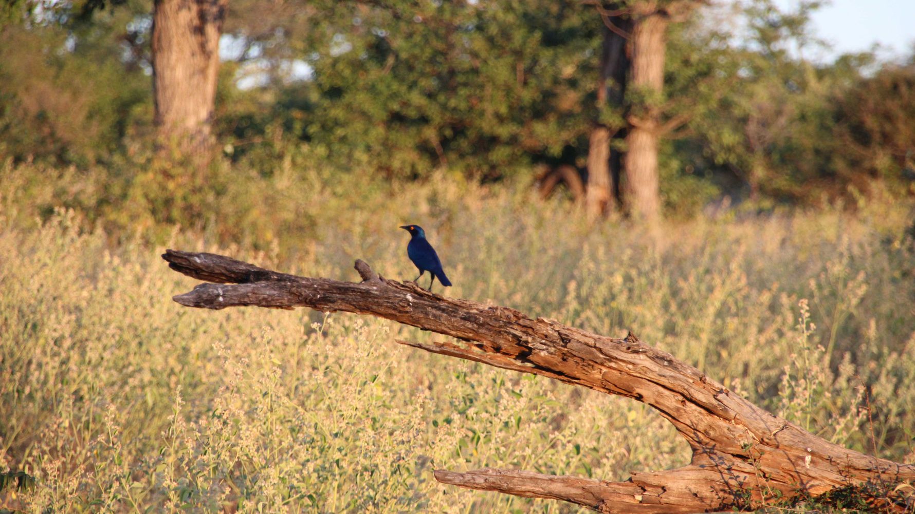erfahrungsberichte-rangerkurs-field-guide-level-1-afrika-lea-cape-starling-natucate