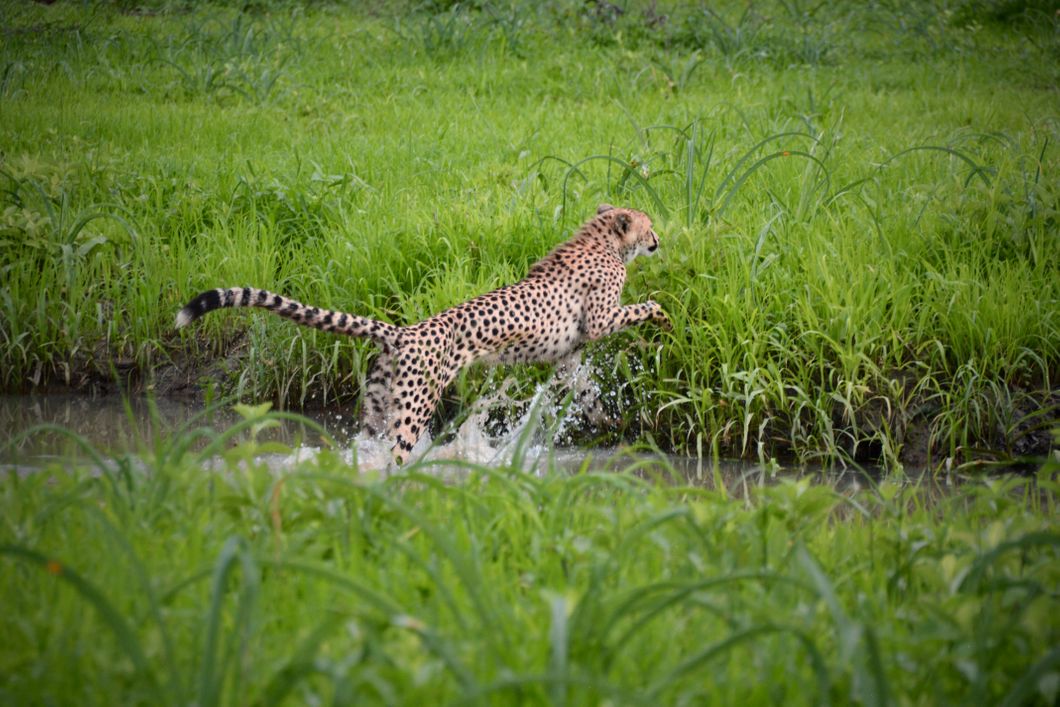 natucate-volunteering-malawi-wildlife-monitoring-cheetah-jumping