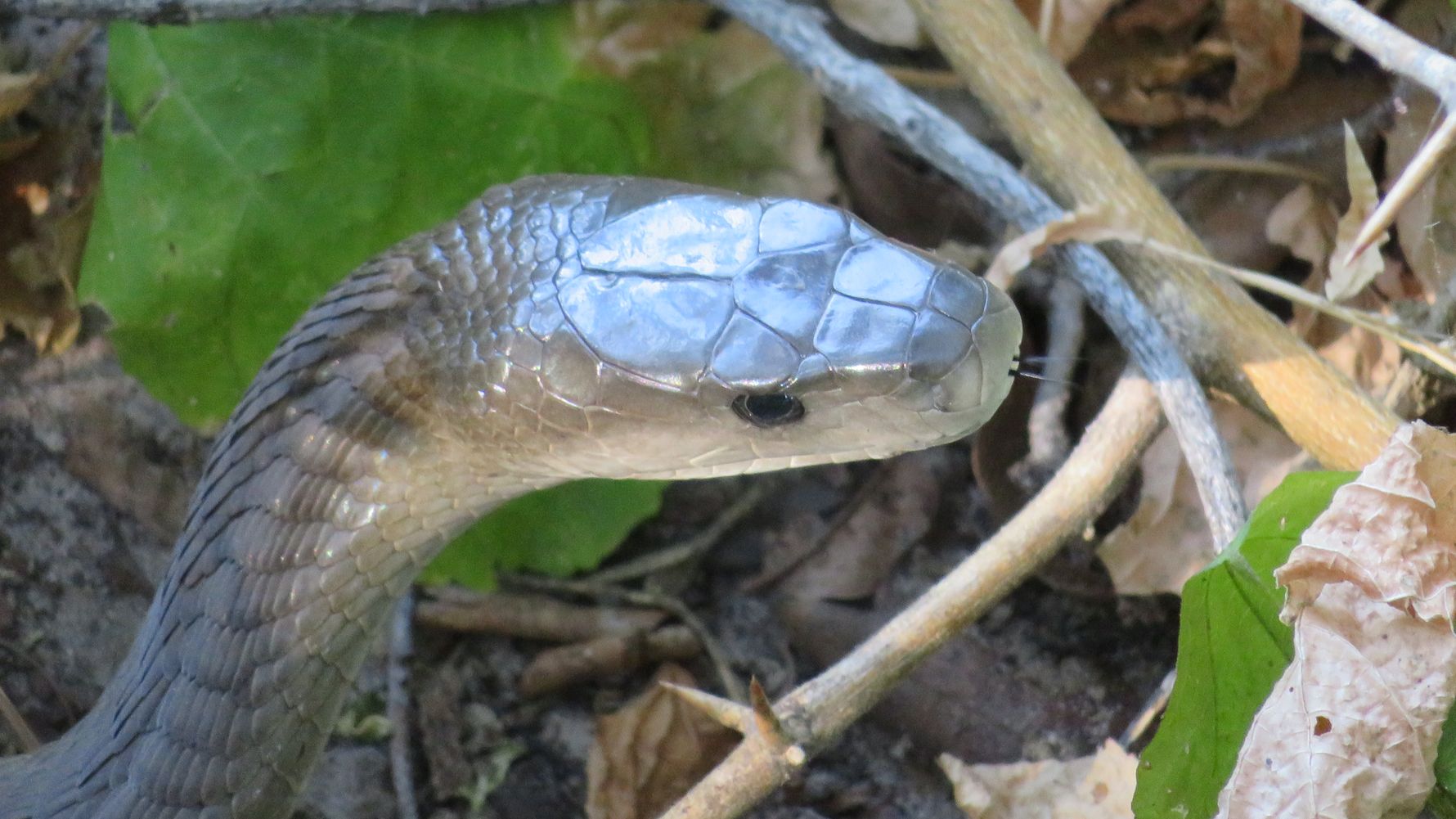 blog-ratgeber-unsere-reisen-verhaltenskodex-black-mamba-natucate