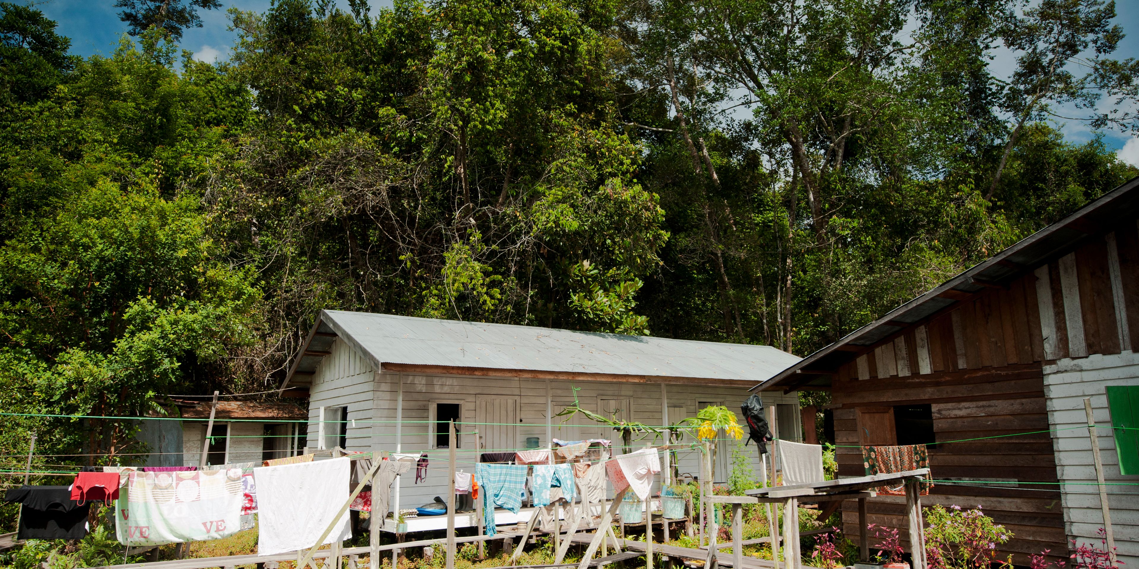 Wildlife conservation in Indonesia: Volunteer accommodation in Borneo's Sabangau Forest