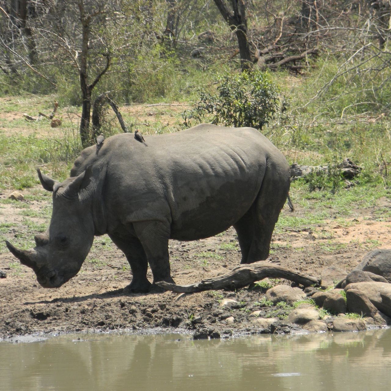 erfahrungsberichte-suedliches-afrika-fgl1-rangerausbildung-nashorn-natucate