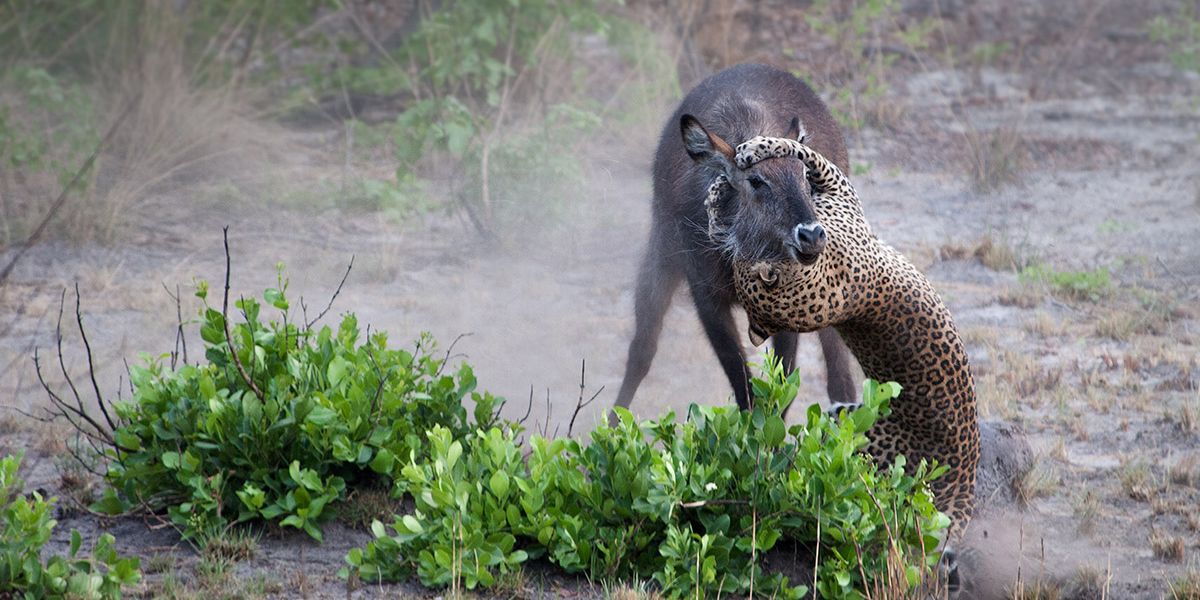 safari-sambia-von-livingstone-bis-kaufe-nanzhila-leopard-kill-wasserbock-natucate