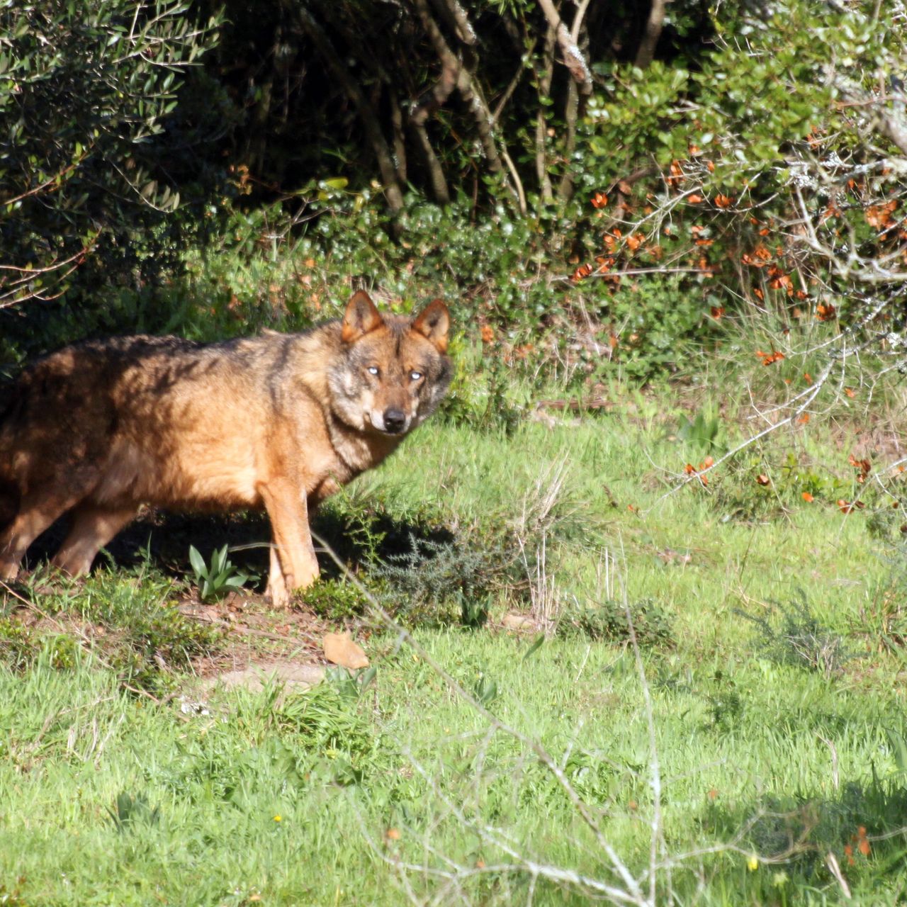 erfahrungsberichte-freiwilligenarbeit-portugal-wolfsschutz-wolf-robert-natucate