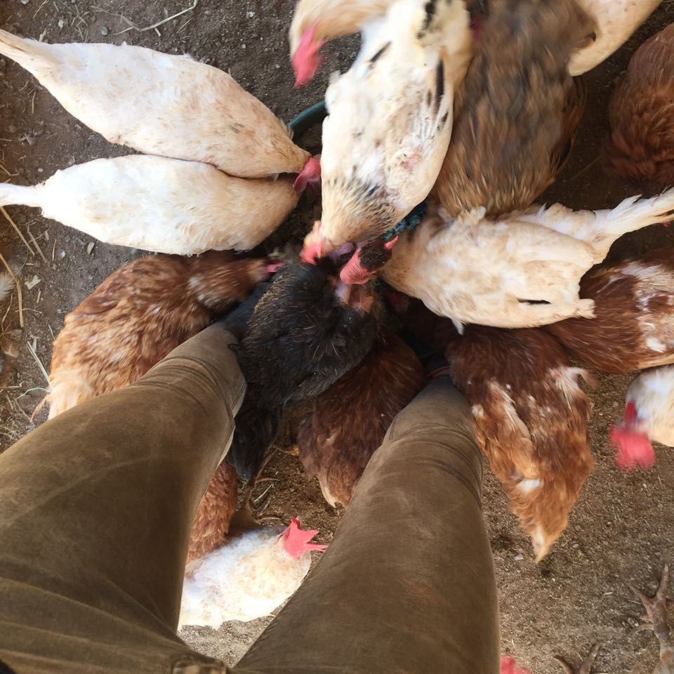 freiwilligenarbeit-usa-kalifornien-erfahrungsbericht-tierschutz-tier-natucate