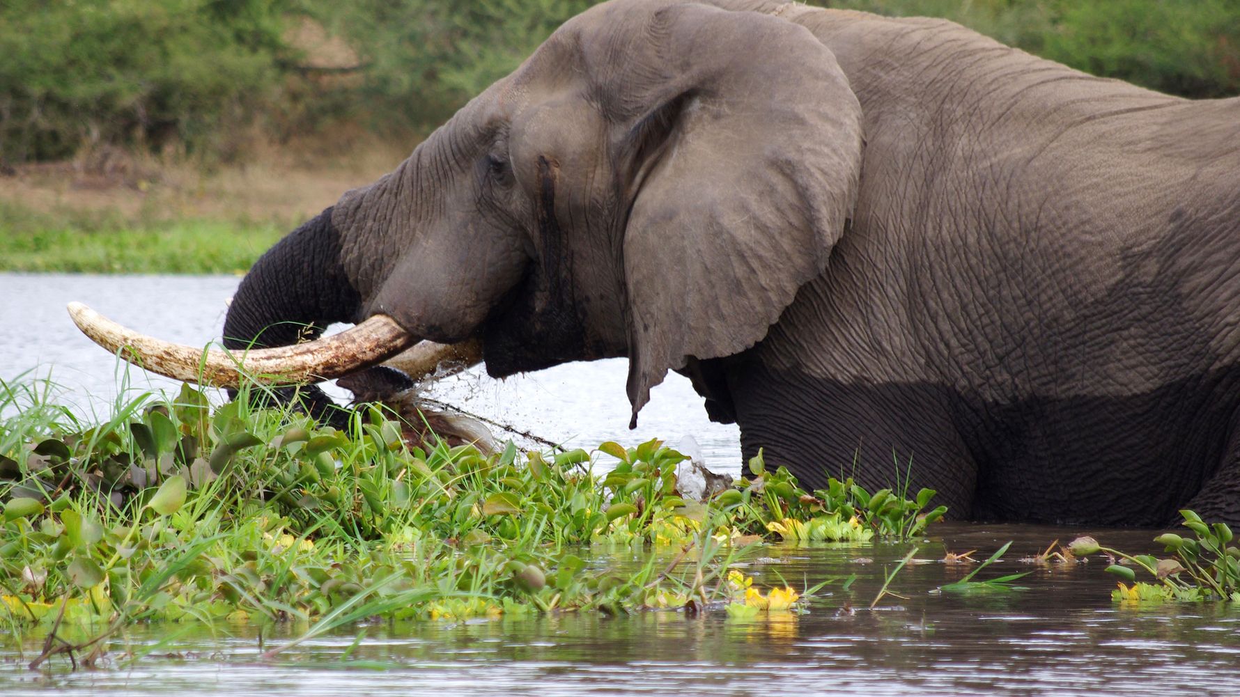 malawi-country-information-majete-wildlife-elephant-in-water