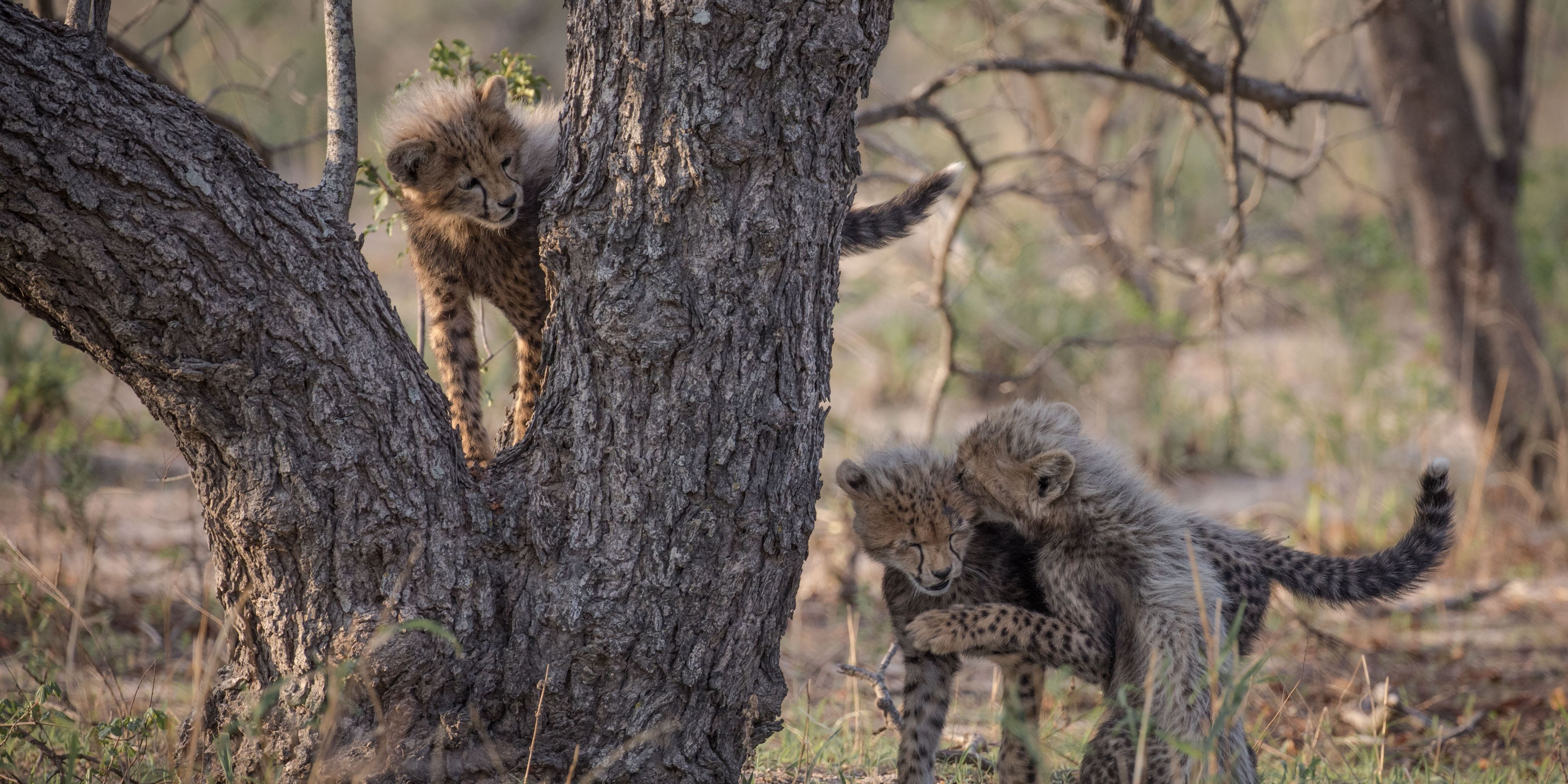 Drei junge Geparden spielen ausgelassen im afrikanischen Busch