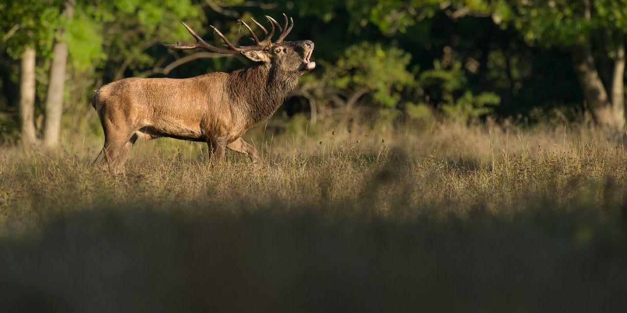 naturreise-italien-apennin-hirsch-natucate