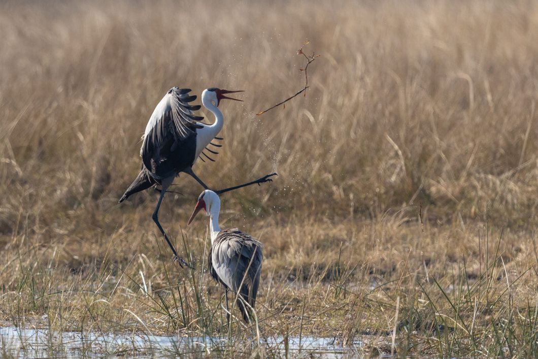 natucate-botswana-okavango-klunkerkraniche-balz-20