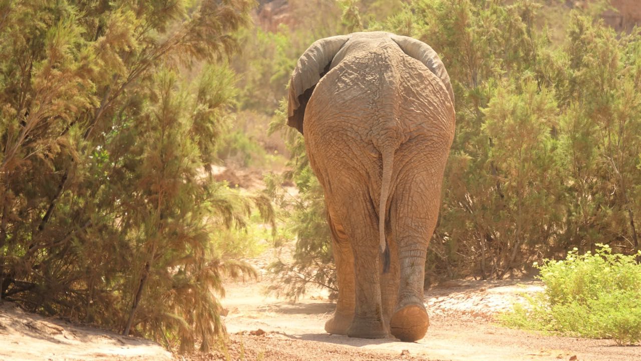 erfahrungsberichte-freiwilligenarbeit-elefantenschutz-namibia-hendrik-elefant-von-hinten