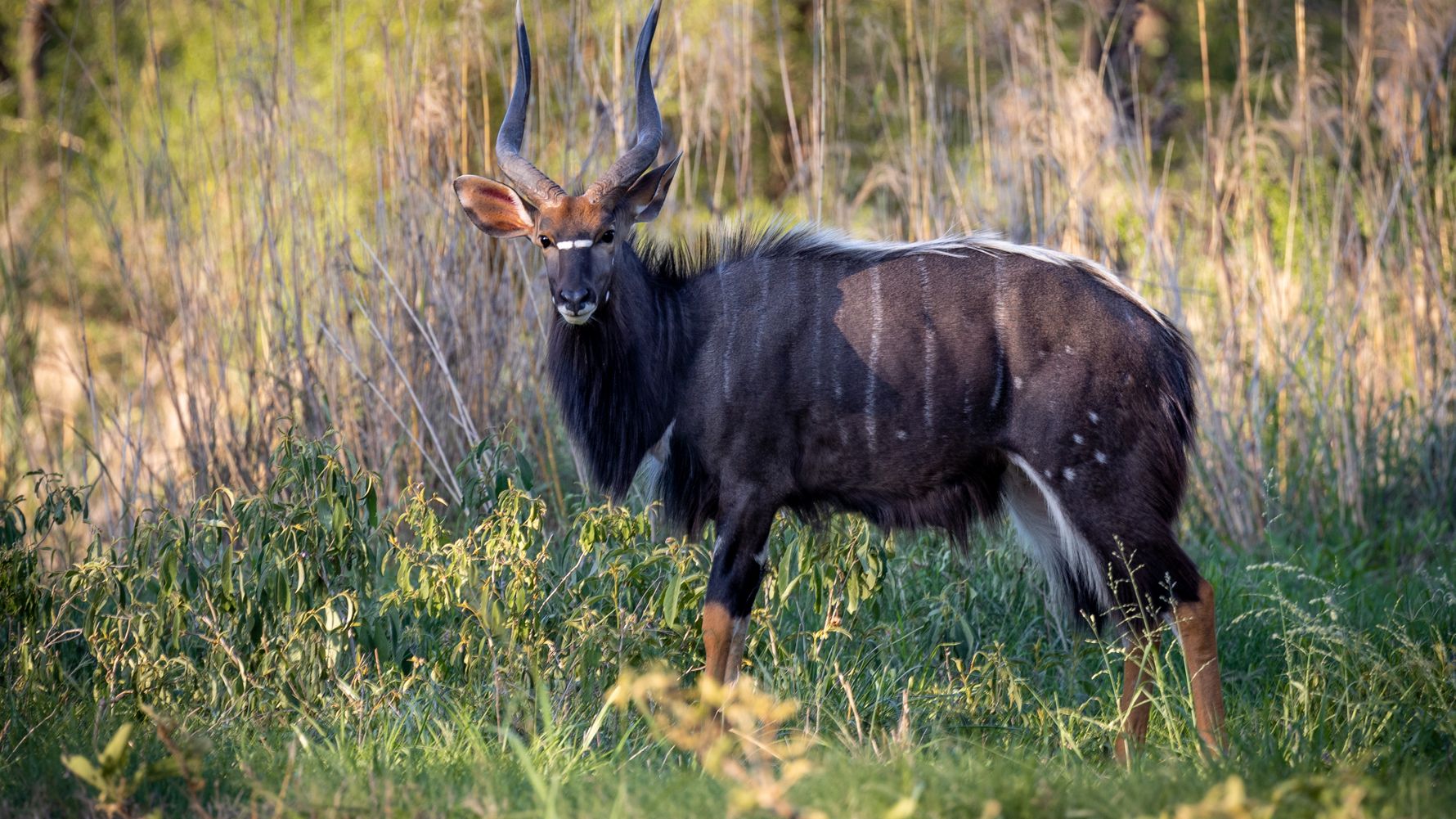 erfahrungsberichte-freiwilligenarbeit-suedafrika-fgl1-martina-antilope-natucate