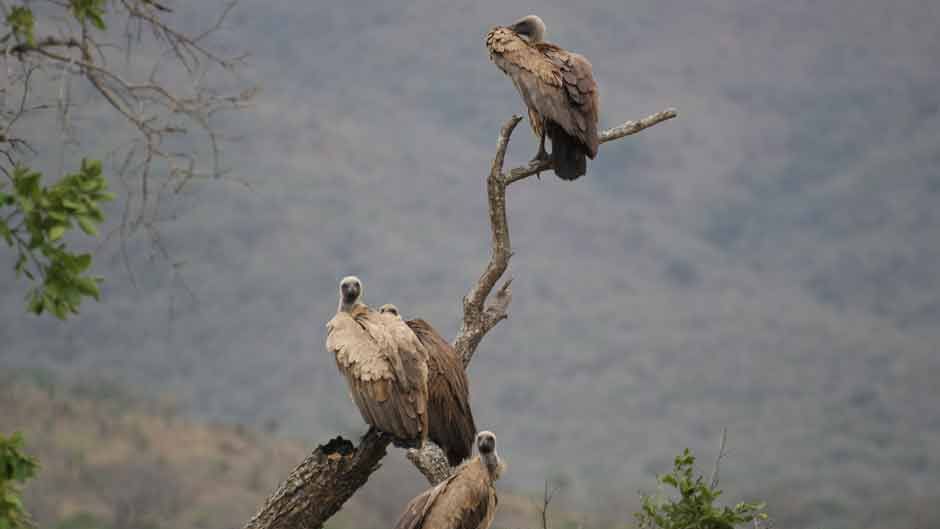 freiwilligenarbeit-artenschutz-geier-in-suedafrika-erfolge-blog-natucate