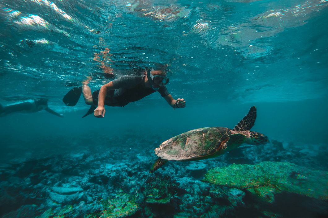 A volunteer swimming with a sea turtle off the Mauritian coast