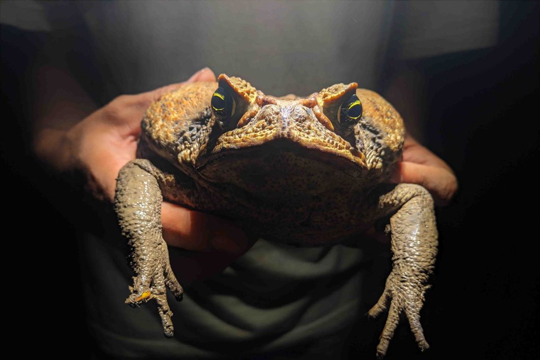 freiwilligenarbeit-peru-erforschung-des-amazonas-regenwald-kroete