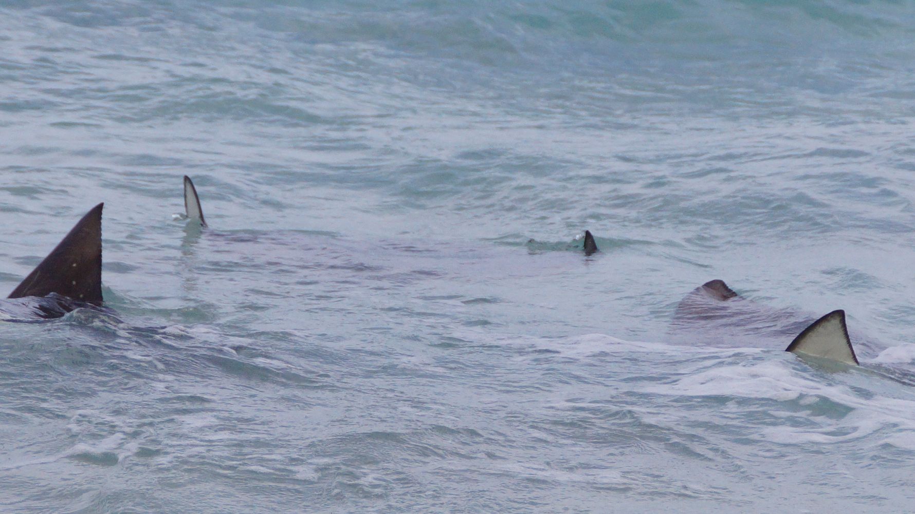 freiwilligenarbeit-seychellen-erfahrungsbericht-artenschutz-kundenfotos-rochen-natucate
