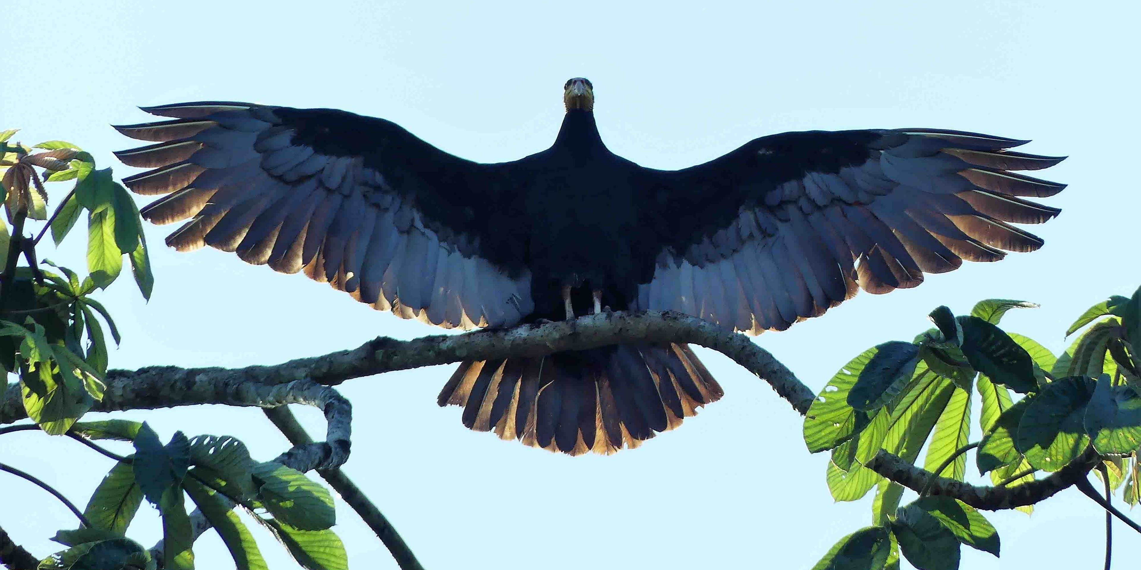 freiwilligenarbeit-peru-erforschung-des-amazonas-regenwald-geier