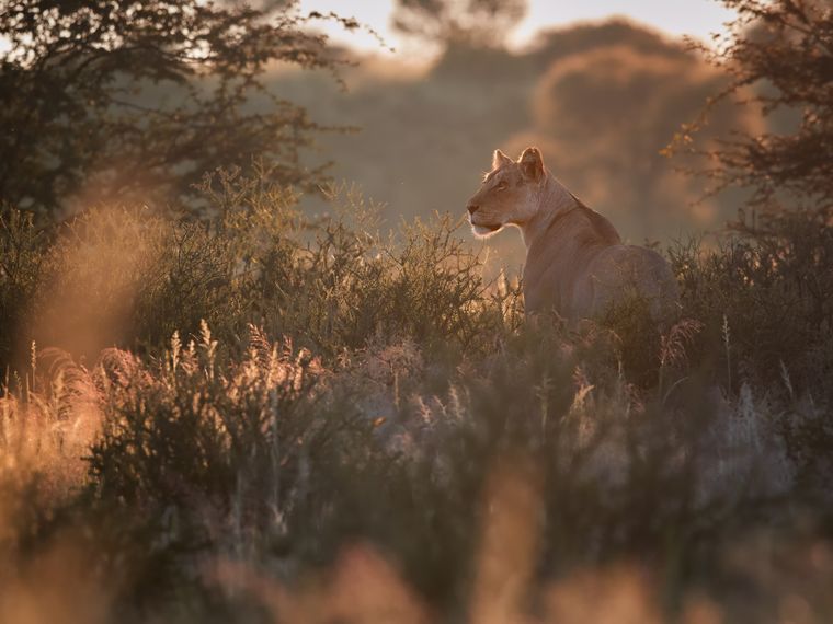 natucate-blog-safari-vokabular-busch-loewin