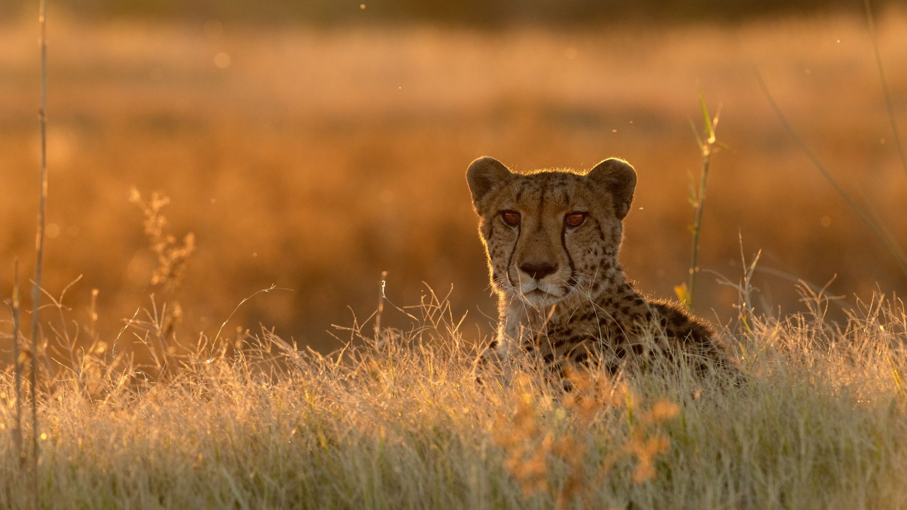 Gepard im hohen Gras