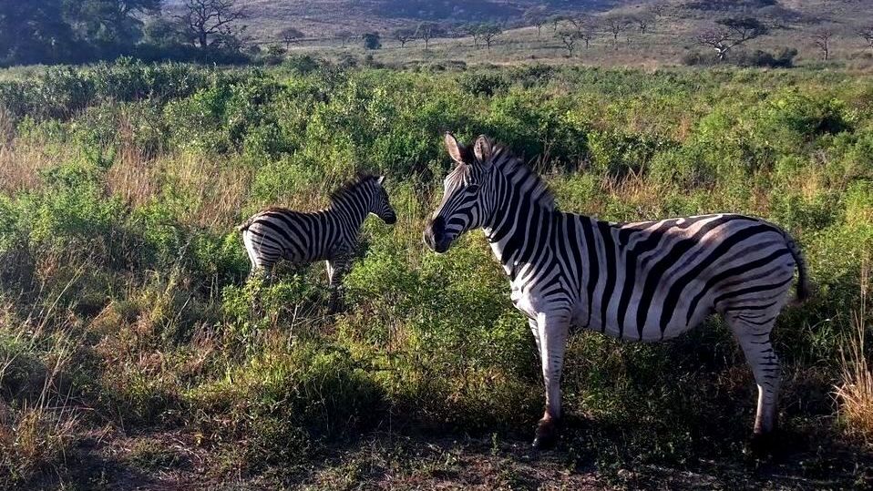 freiwilligenarbeit-suedafrika-erfahrungsbericht-kundenfotos-artenschutz-landschaft-natucate