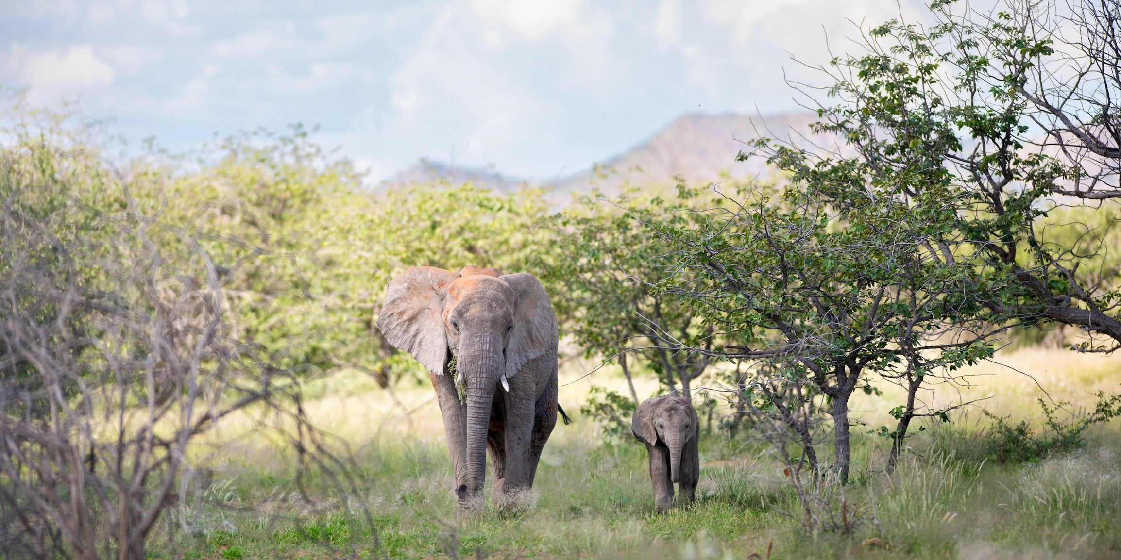 Elephant mum and baby