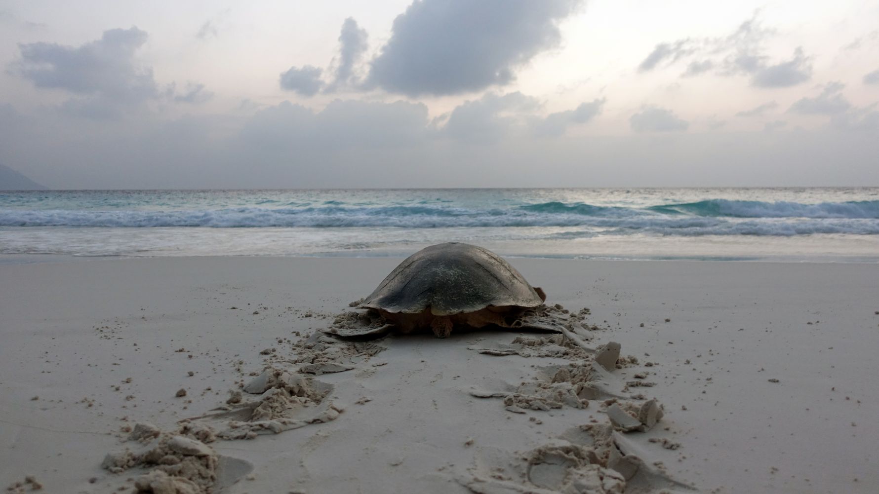 freiwilligenarbeit-seychellen-artenschutz-natucate