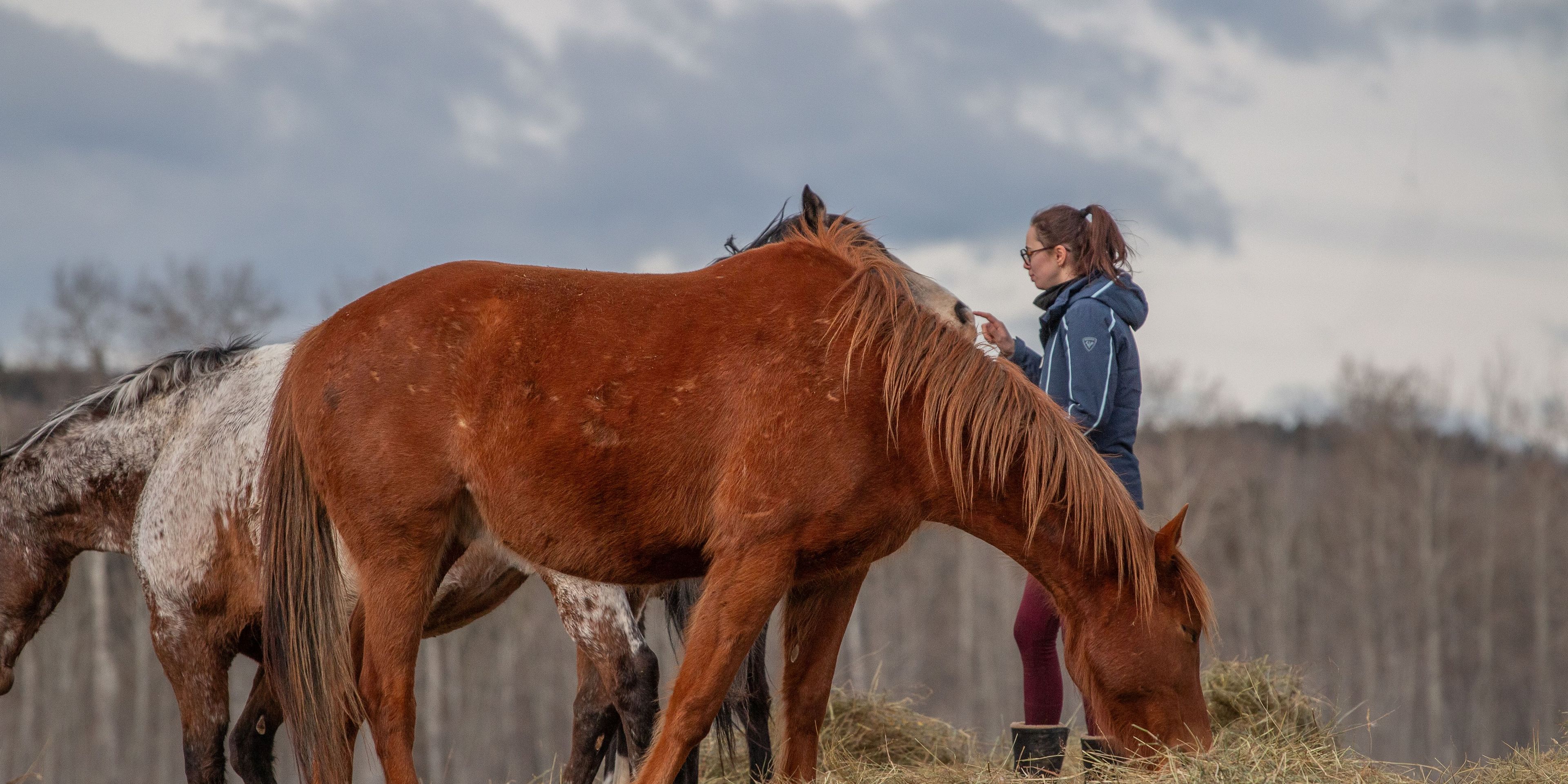 natucate-canada-freiwilligenarbeit-horses-braunes-pferd