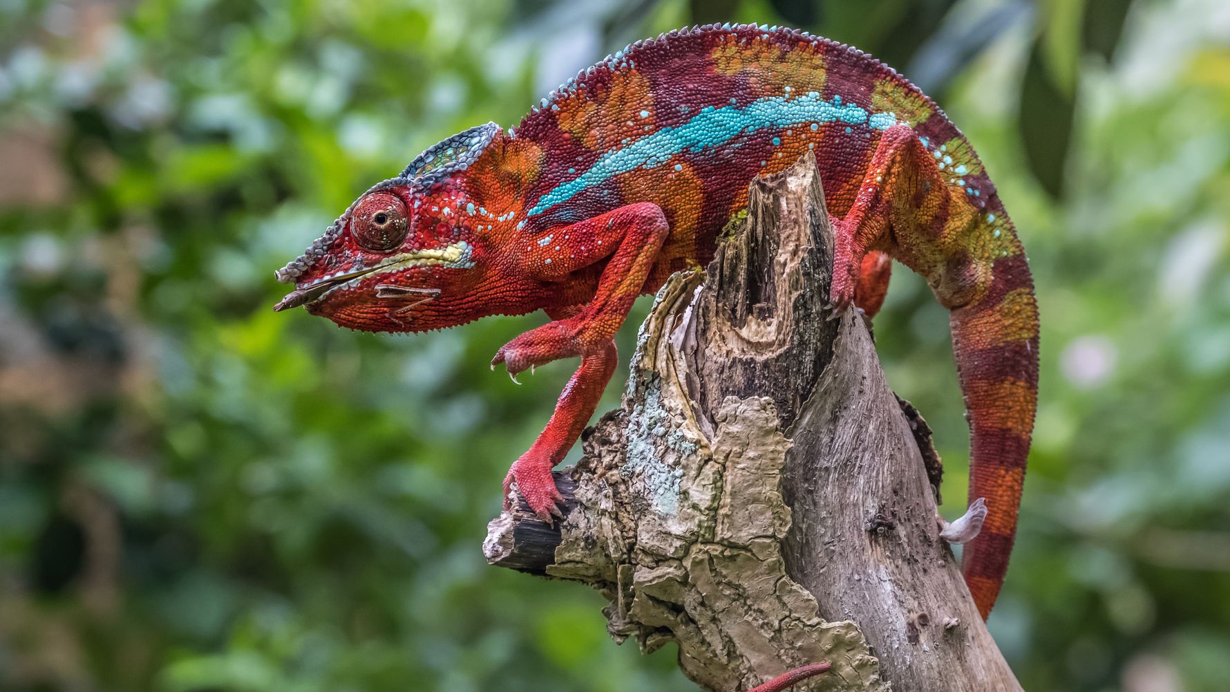 madagascar-laenderinformationen-andasibe-chamaeleon