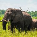 reiseorte-malawi-liwonde-nationalpark-elefanten