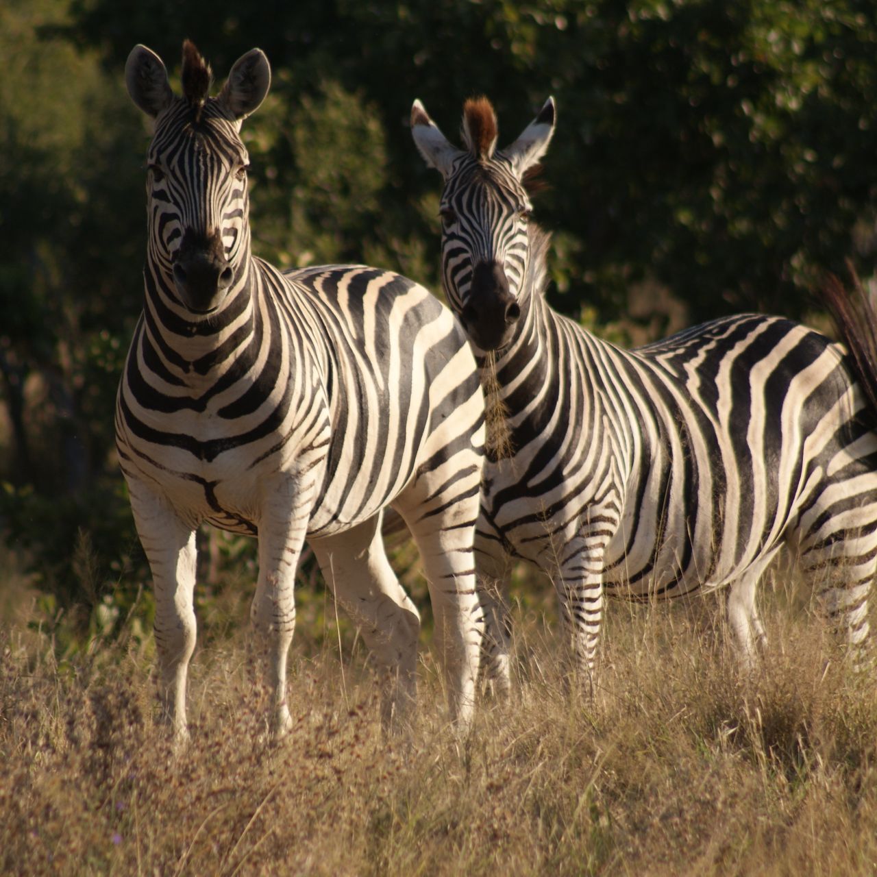 Zwei Zebras